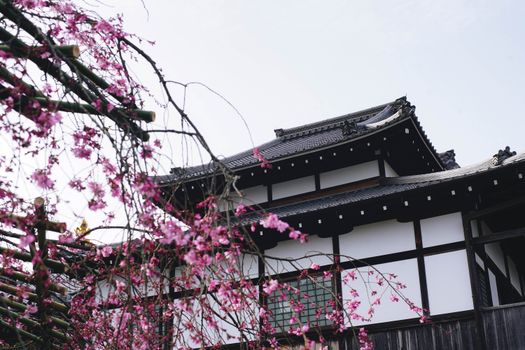 Halal Japan Holiday — 8 Days